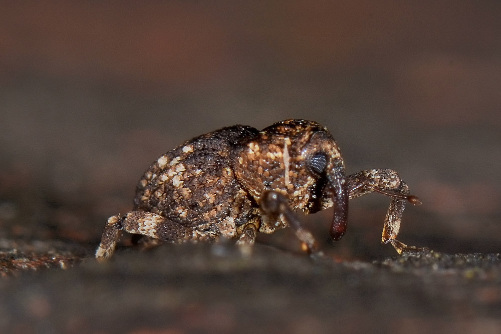 Acallocrates denticollis (Curculionidae)